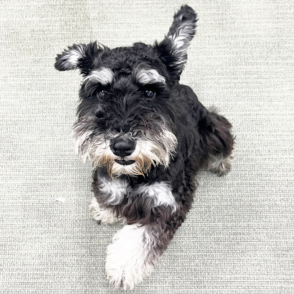 生徒が撮影したモデル犬写真①